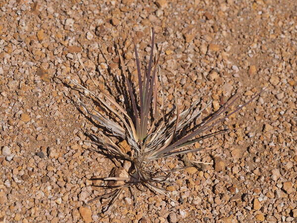 Heteropogon contortus Culm base