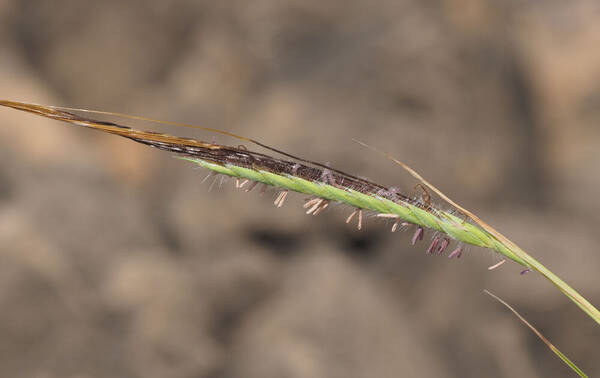 Heteropogon contortus Spikelets