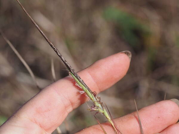 Heteropogon contortus Spikelets