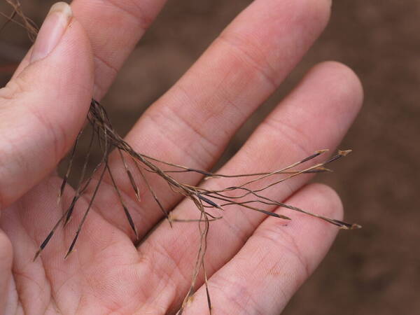 Heteropogon contortus Spikelets