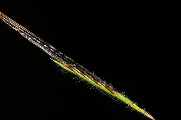 Heteropogon contortus Spikelets