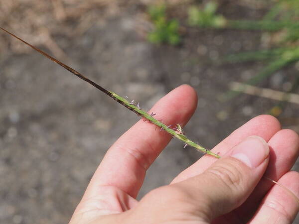 Heteropogon contortus Spikelets