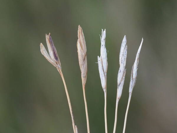 Heteropogon contortus Spikelets