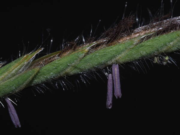 Heteropogon contortus Spikelets