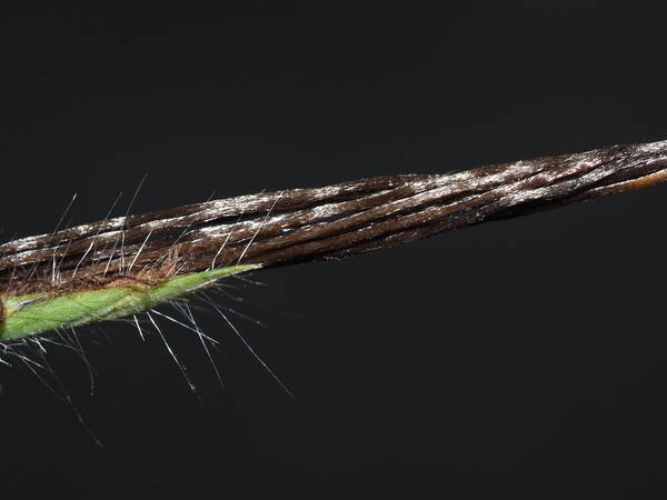 Heteropogon contortus Spikelets