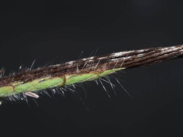 Heteropogon contortus Spikelets