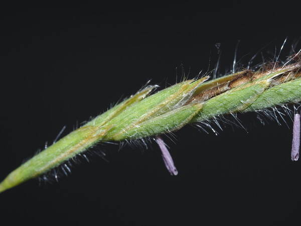 Heteropogon contortus Spikelets