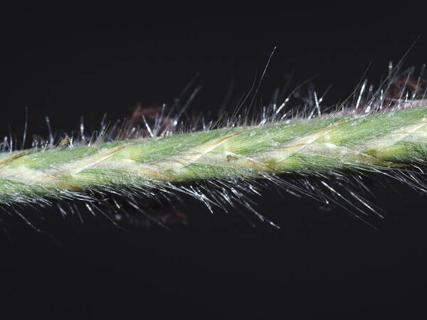 Heteropogon contortus Spikelets