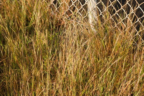 Heteropogon contortus Habit