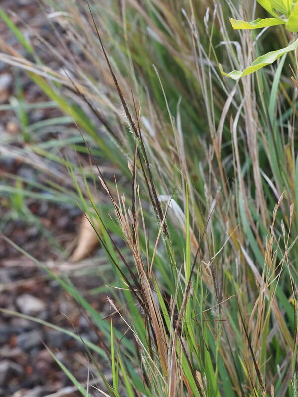 Heteropogon contortus Inflorescence