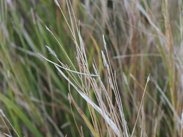 Heteropogon contortus Inflorescence