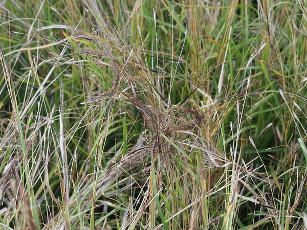 Heteropogon contortus Inflorescence