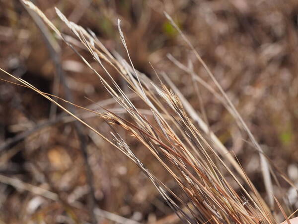 Heteropogon contortus Inflorescence