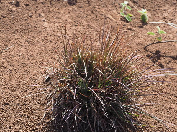 Heteropogon contortus Plant