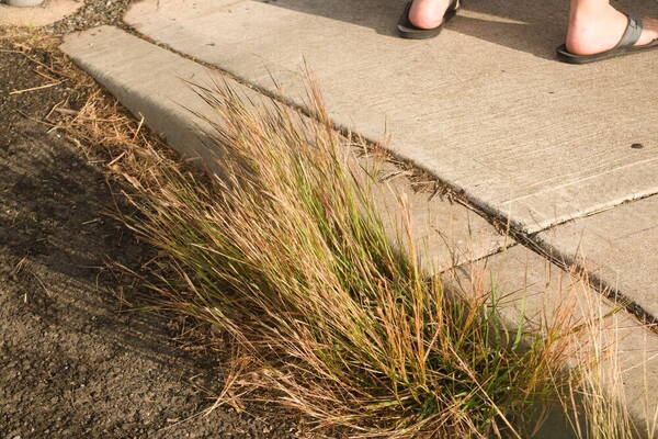 Heteropogon contortus Plant