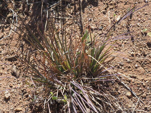 Heteropogon contortus Plant