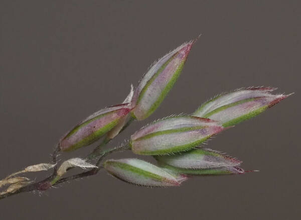 Holcus lanatus Spikelets