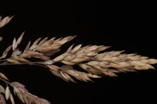 Holcus lanatus Spikelets