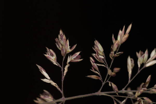 Holcus lanatus Spikelets