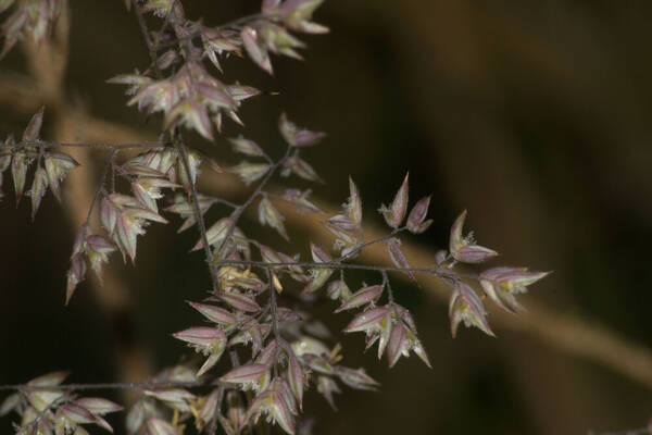 Holcus lanatus Spikelets