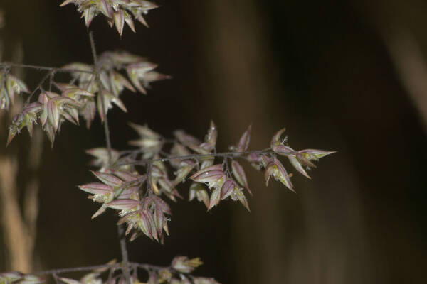 Holcus lanatus Spikelets