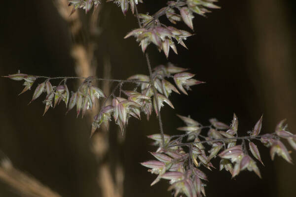 Holcus lanatus Spikelets