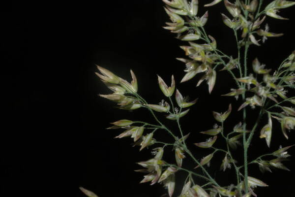 Holcus lanatus Spikelets