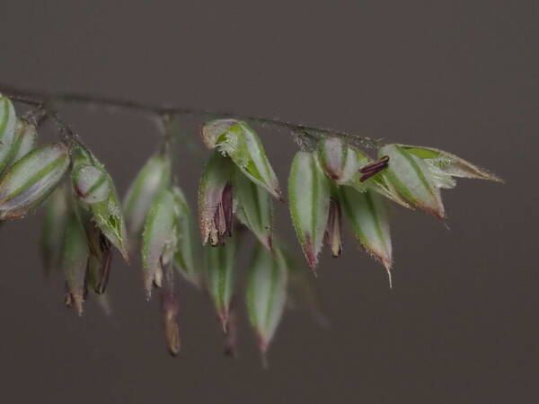 Holcus lanatus Spikelets