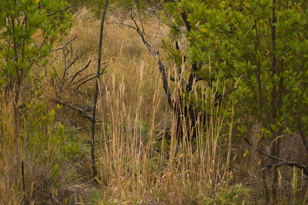 Holcus lanatus Habit