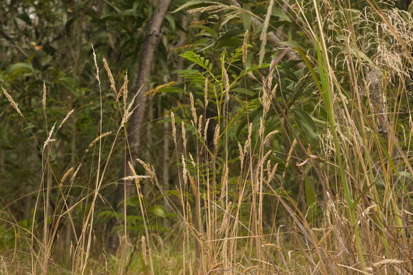 Holcus lanatus Habit