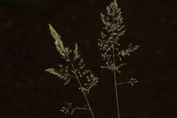 Holcus lanatus Inflorescence