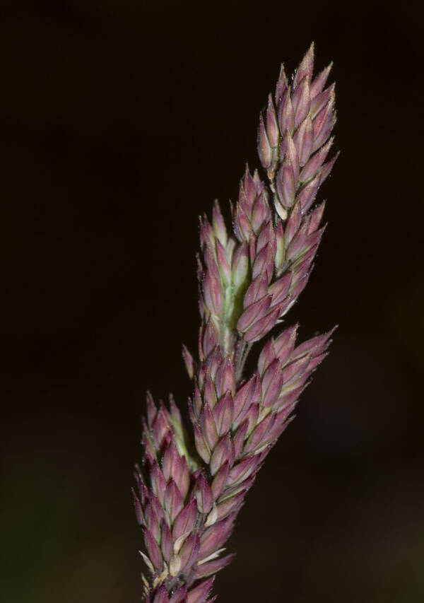 Holcus lanatus Inflorescence