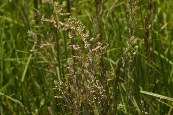 Holcus lanatus Inflorescence