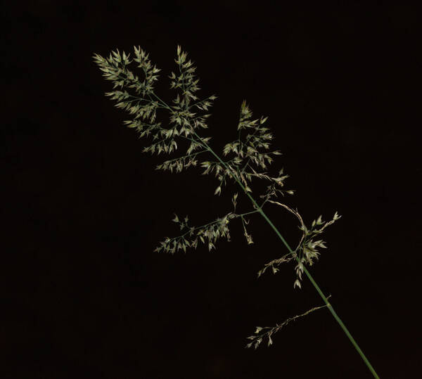 Holcus lanatus Inflorescence