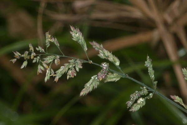 Holcus lanatus Inflorescence