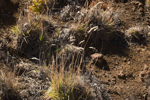 Holcus lanatus Plant