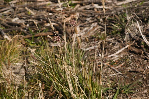 Holcus lanatus Plant