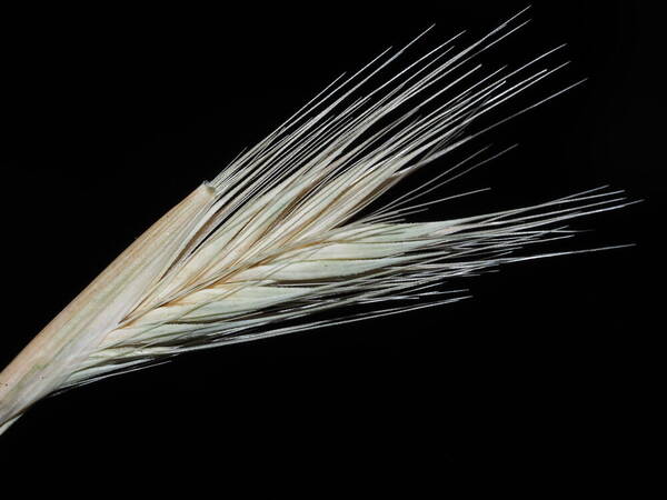 Hordeum murinum subsp. leporinum Spikelets