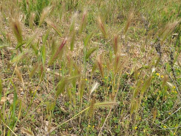 Hordeum murinum subsp. leporinum Habit