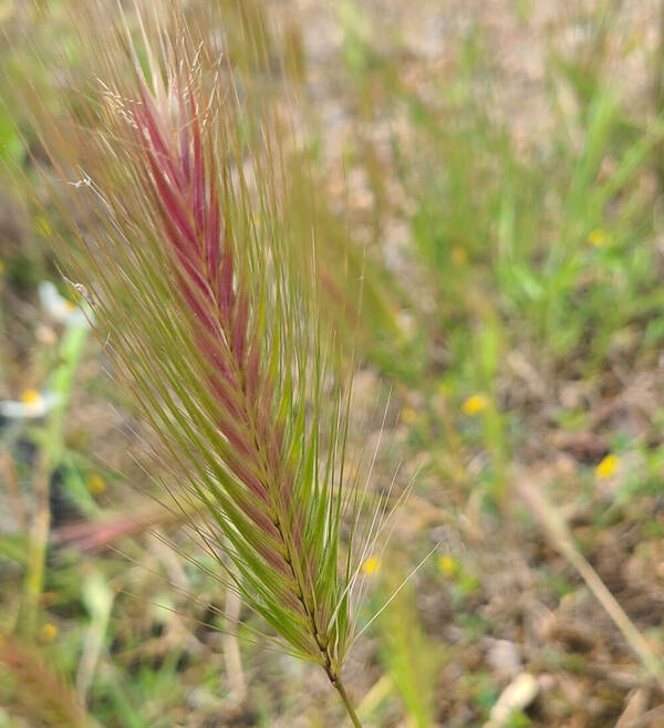 Hordeum murinum subsp. leporinum Inflorescence