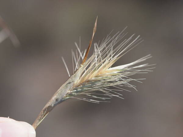 Hordeum murinum subsp. leporinum Inflorescence