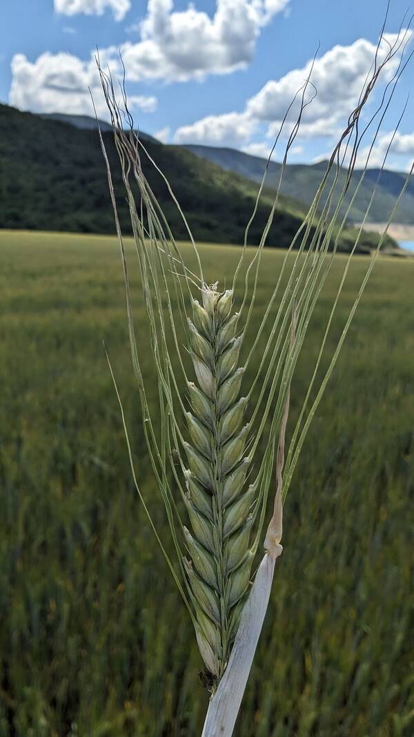 Hordeum vulgare subsp. vulgare Inflorescence