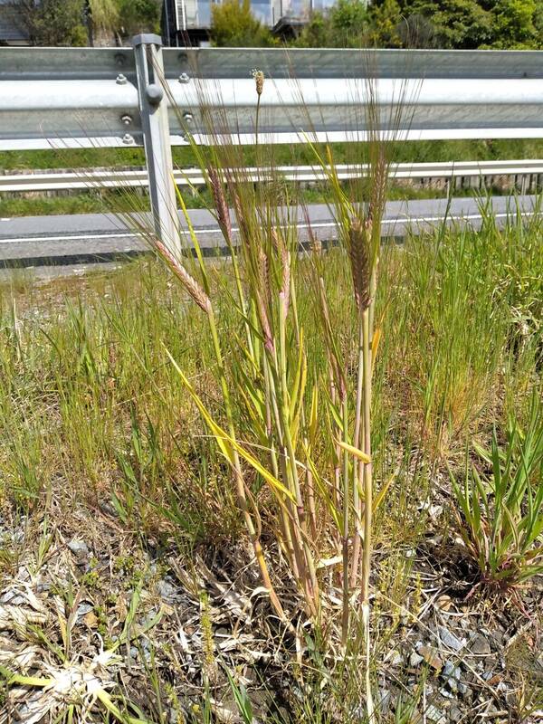 Hordeum vulgare subsp. vulgare Plant