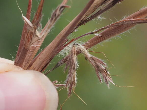 Hyparrhenia dregeana Spikelets