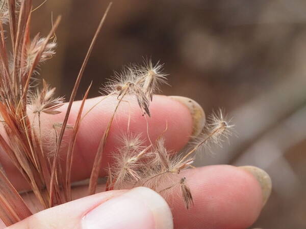 Hyparrhenia dregeana Spikelets