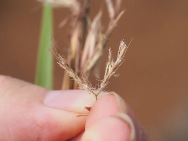 Hyparrhenia dregeana Spikelets