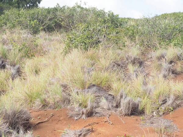 Hyparrhenia dregeana Landscape