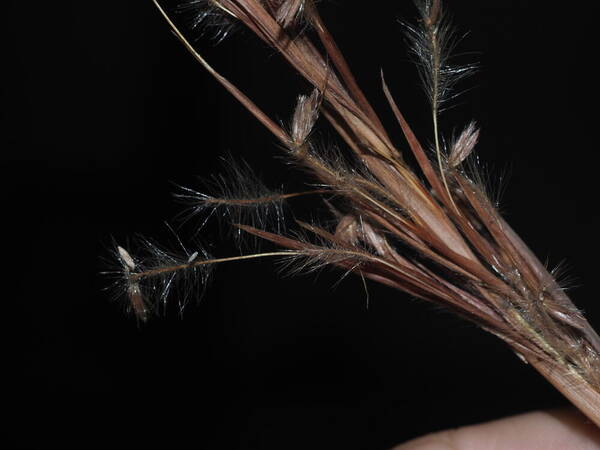 Hyparrhenia dregeana Peduncle of inflorescence