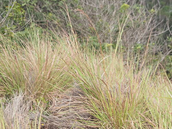 Hyparrhenia dregeana Plant