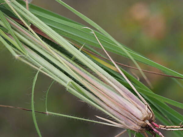 Hyparrhenia hirta Culm base